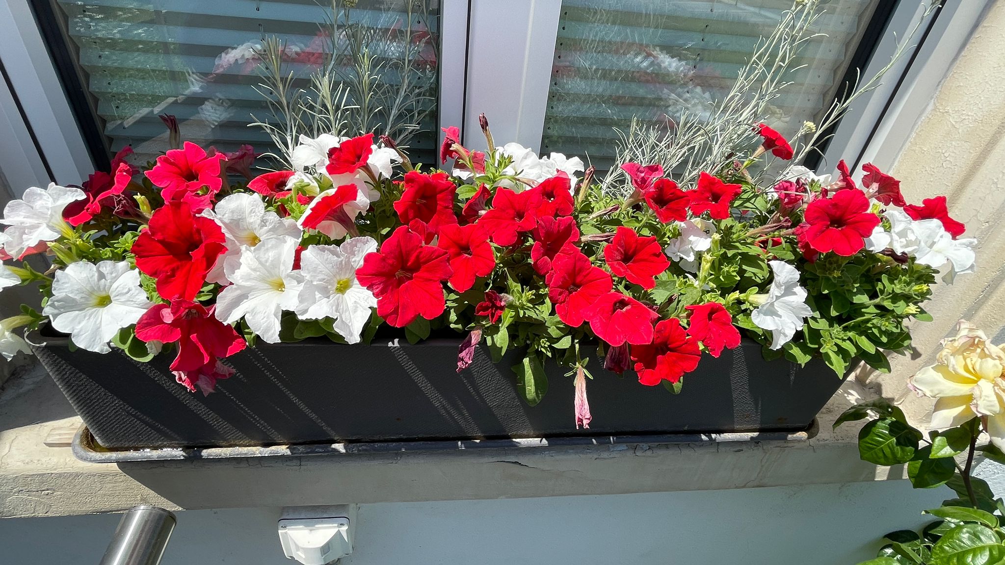 blumen